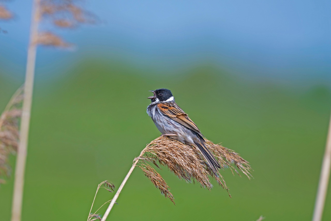 category